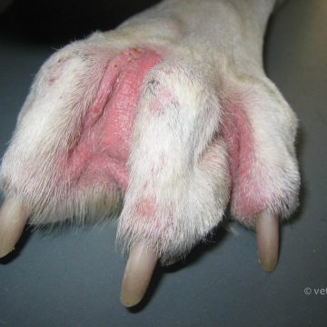 Koer allergiaga ja pärmseente infektsiooniga