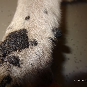 Papilloomiviirus koeral, käpp