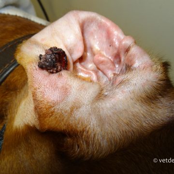 Papilloomiviirus koeral, nn soolatüügas-2