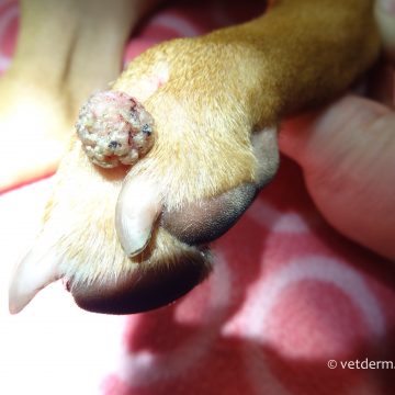 Papilloomiviirus koeral, nn soolatüügas