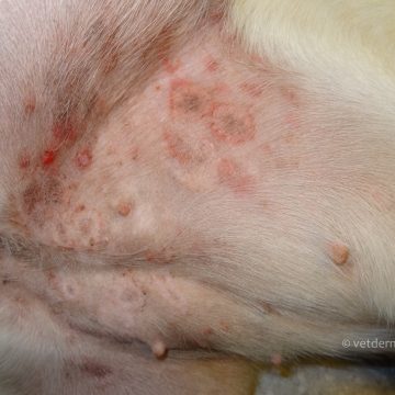 Püoderma, aka bakteriaalne infektsioon kõhu all koeral allergiaga