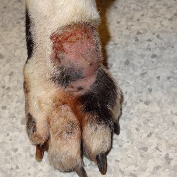 Sügav bakteriaalne infektsioon koera käpal, pideva lakkumise tagajärg